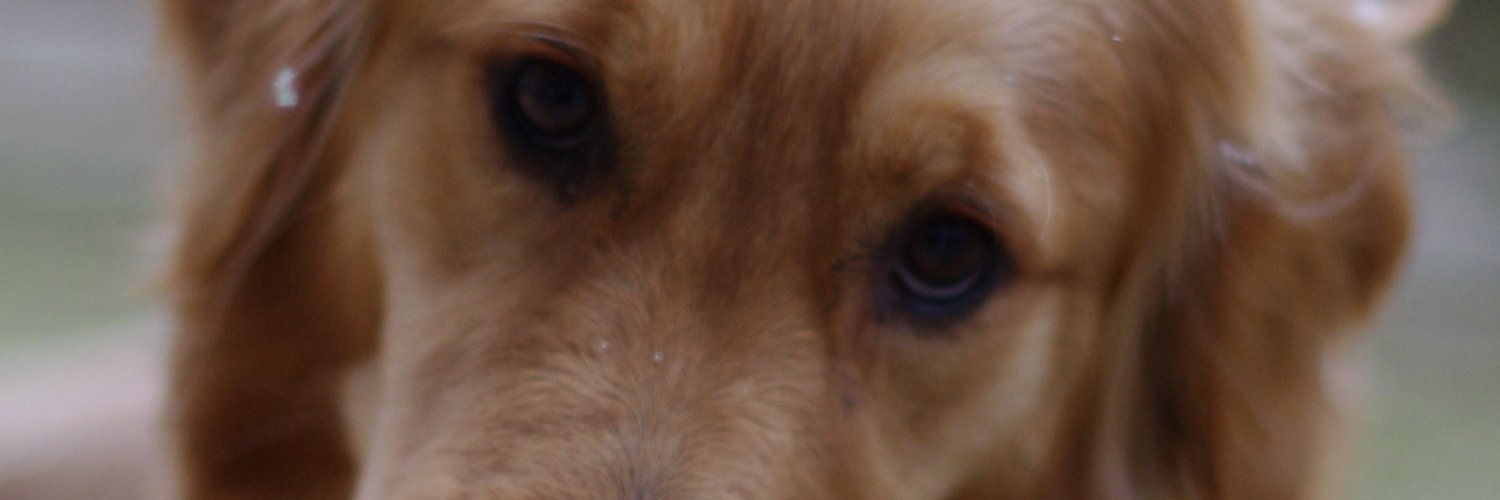 ramunon's profile banner image