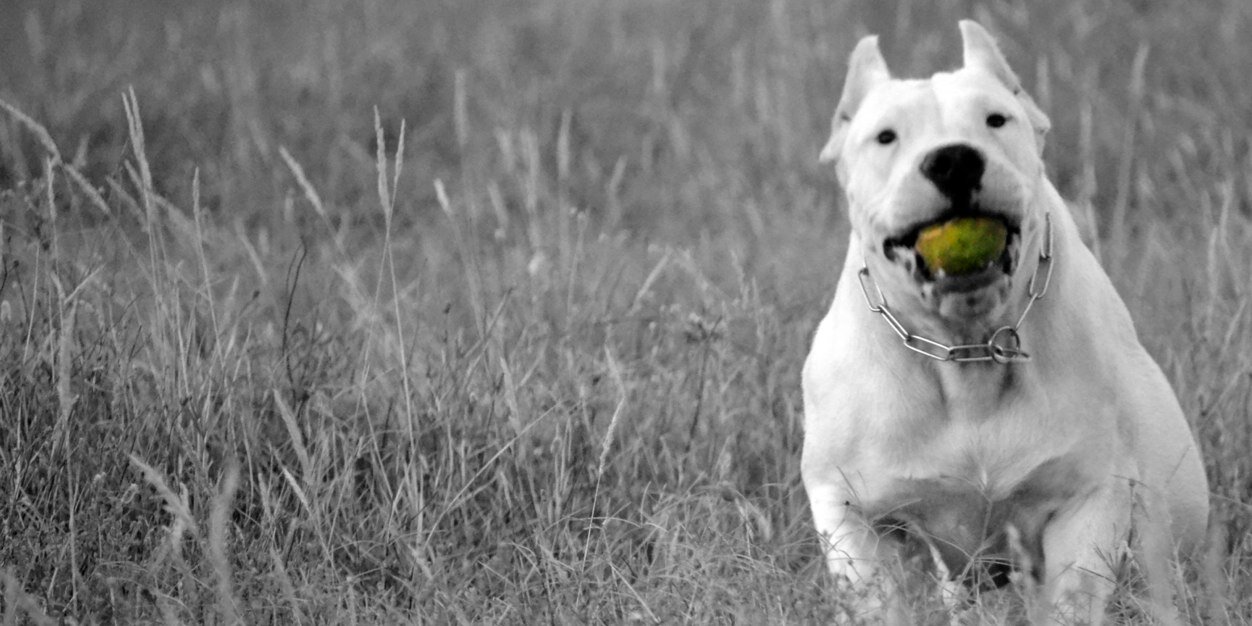 Jonhy_Prez's profile banner image