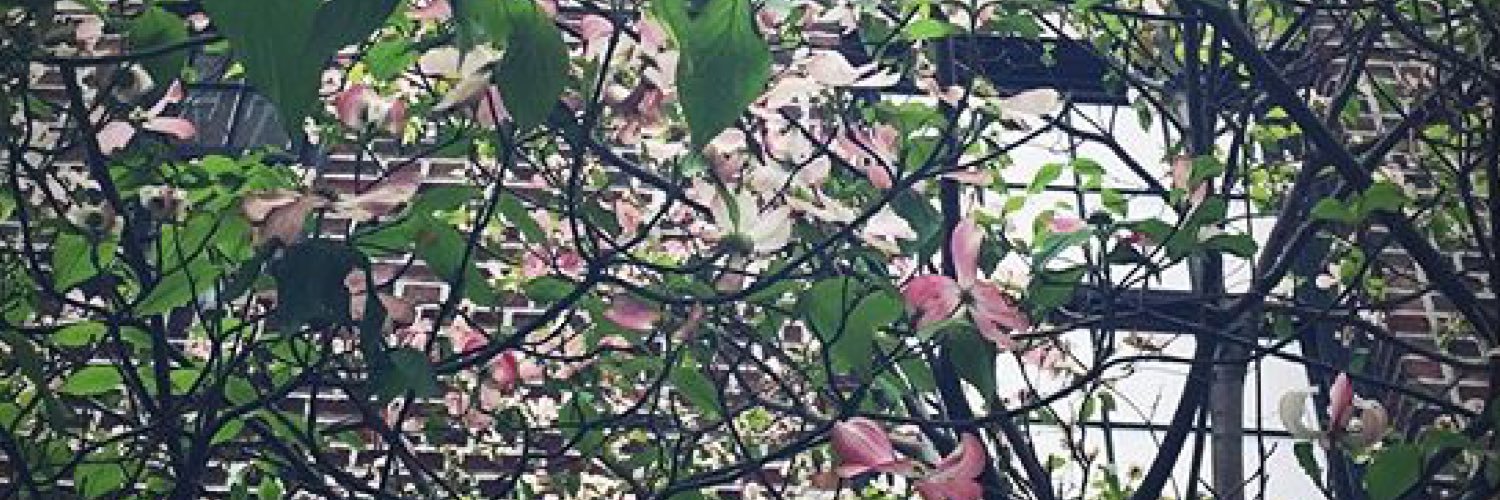 francesca valiani banner