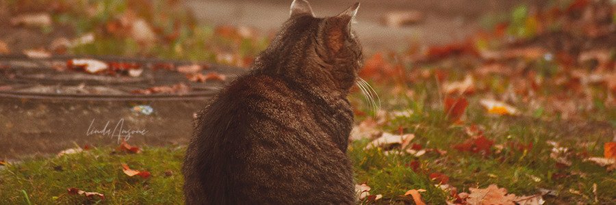 magislupina's profile banner image