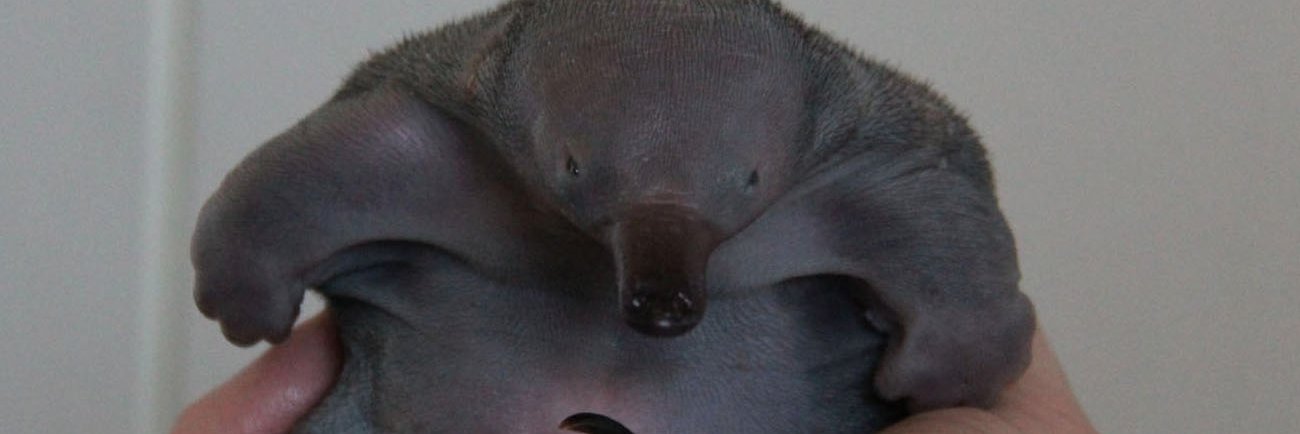 Dan banner