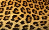 xfuzzypandax's profile banner image
