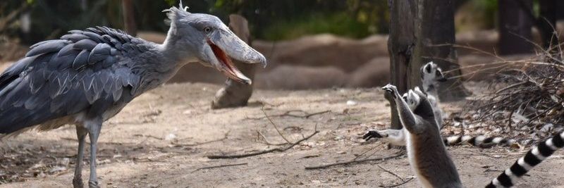 Шмелидзе banner