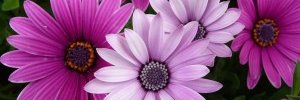 disergeevna171's profile banner image