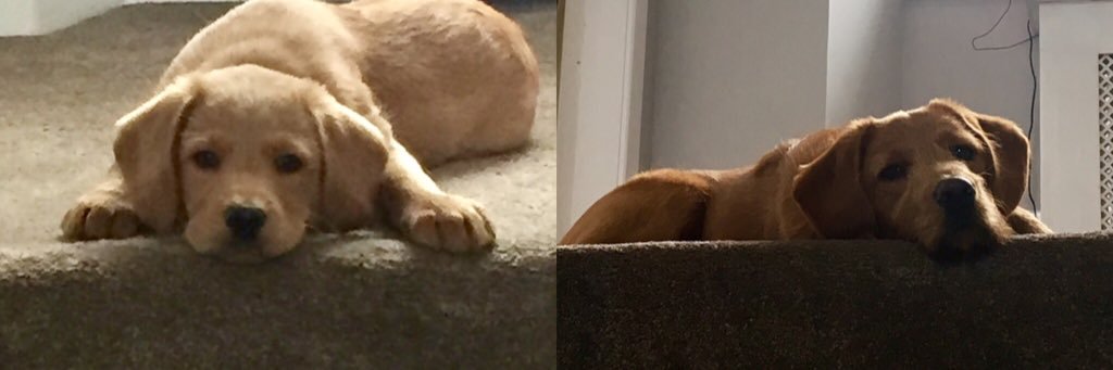 Marc Lockhart banner