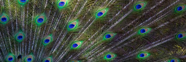 HumayoonAsad Profile Banner