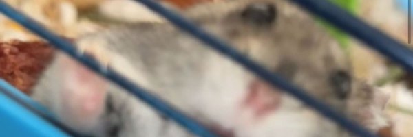 murilexlex Profile Banner