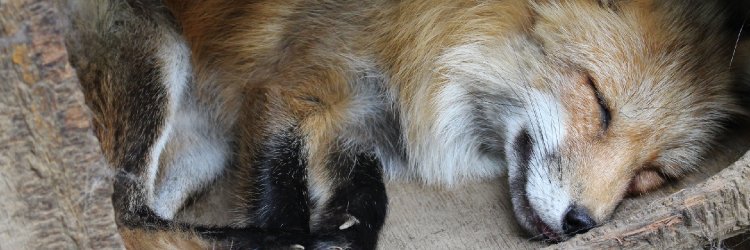 Kuschelfuchs's profile banner image