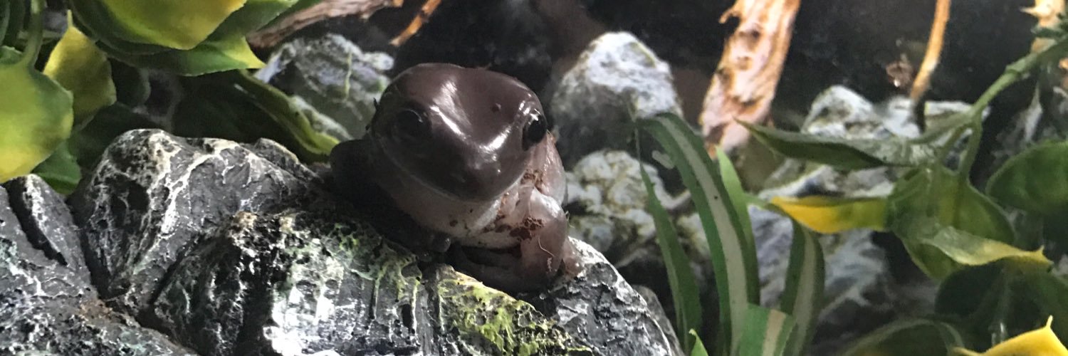 WeRateFrogs's profile banner image
