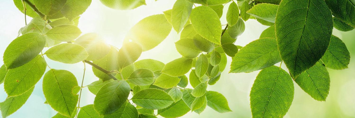 BioNova Energy banner