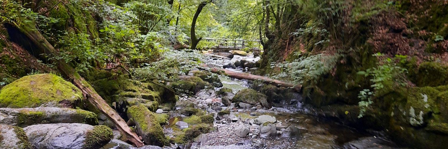 Pamela chapman 💙 banner