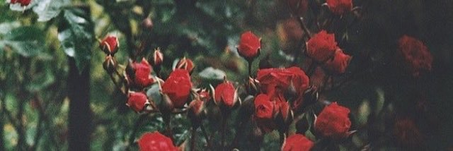 rayllahort's profile banner image