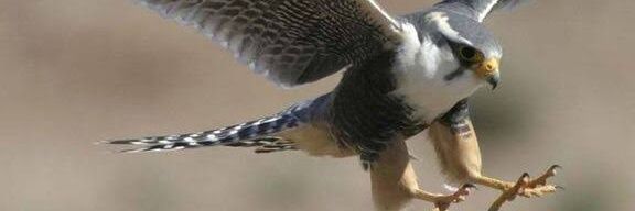 yasersakr307's profile banner image