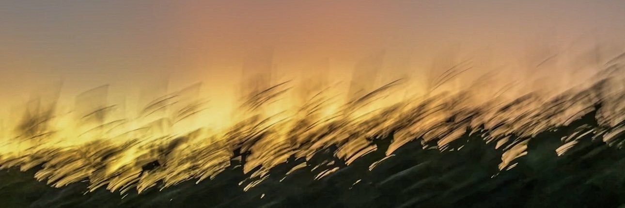 laruska_'s profile banner image