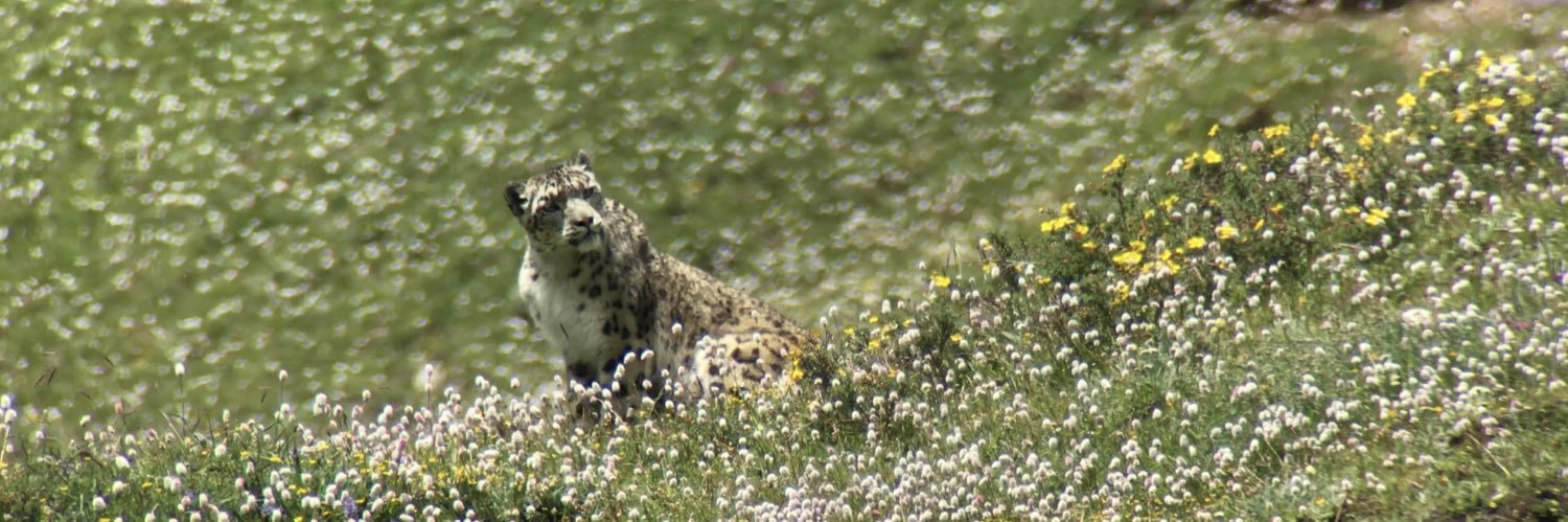 Imogene Cancellare, PhD banner