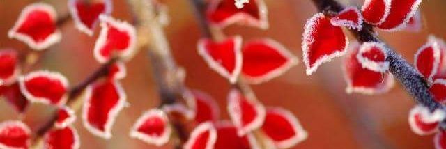 wosmy Albahry banner