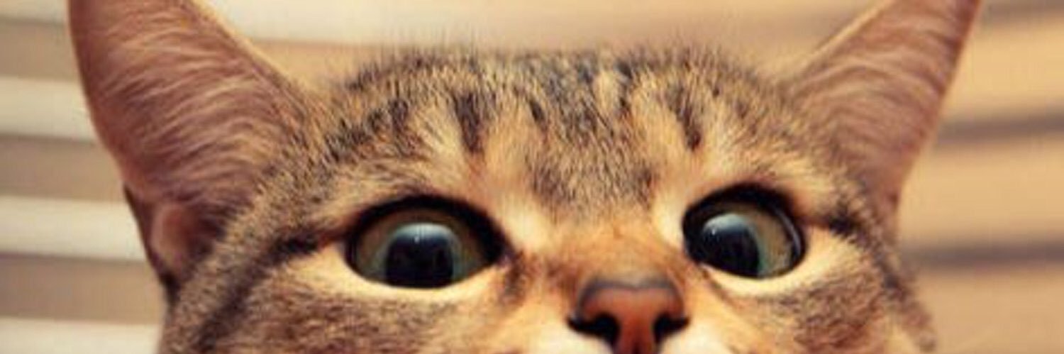 busracaglaar's profile banner image
