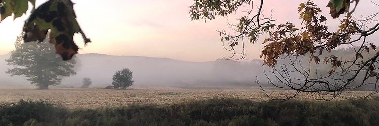 bloomedinjune's profile banner image