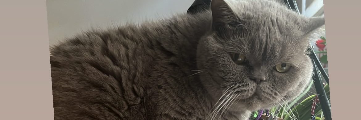 SelcenBlgn's profile banner image