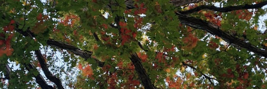anurendra's profile banner image