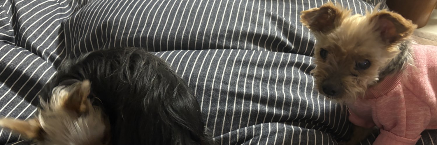 chiakiswhipfec's profile banner image