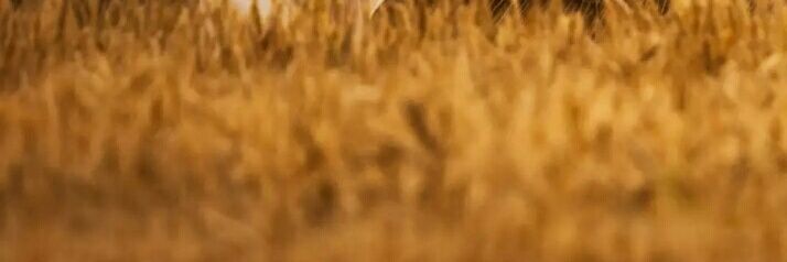 TuesdayThought's profile banner image