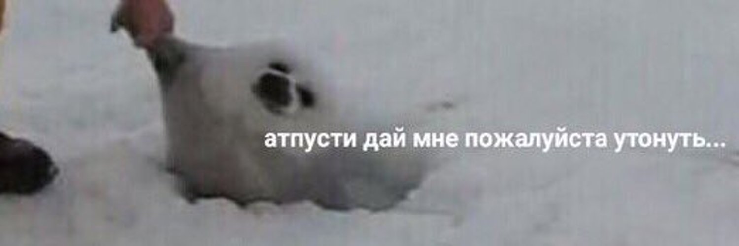 ням ням мем. мяу мяу мяу. дайте мне по морде я утопаю. дайте мне по морде я утопаю. шариков а мы им по морде.