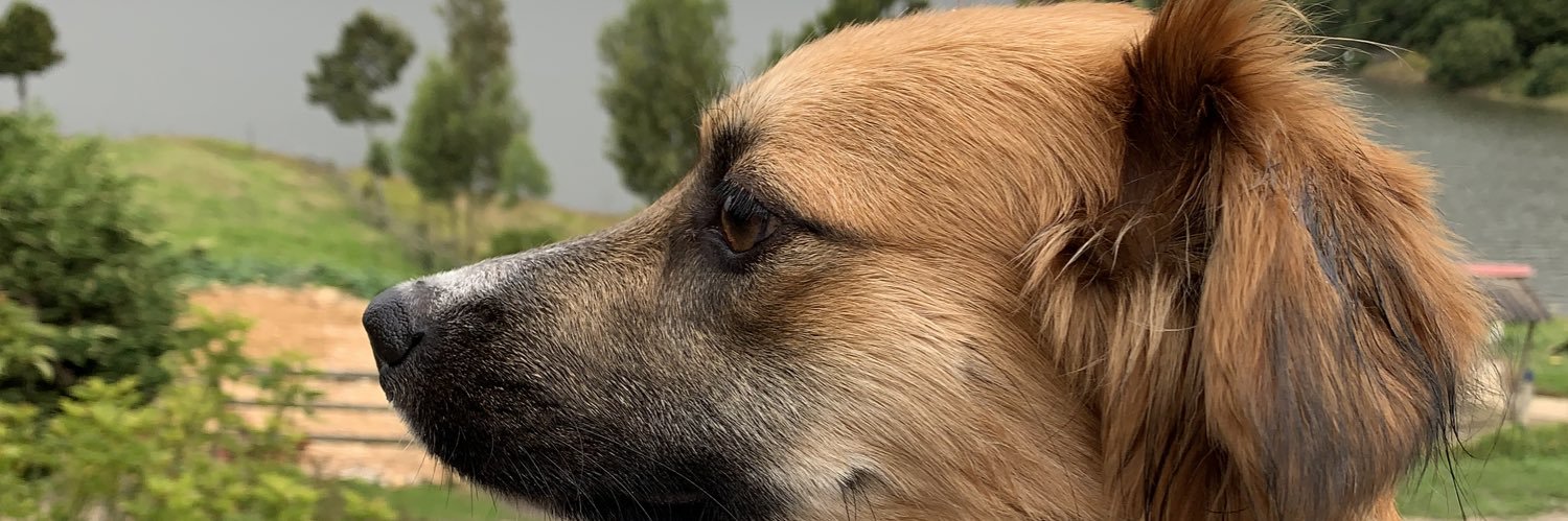 daaaaaaanielach's profile banner image