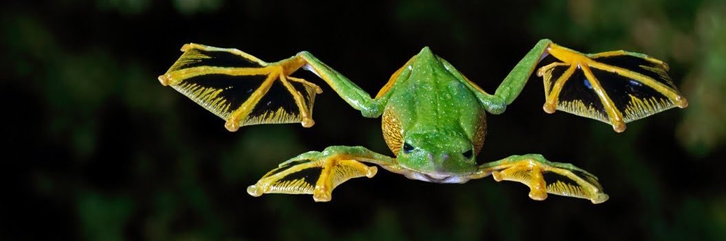 Tommy Summer 🏆 🏆 banner