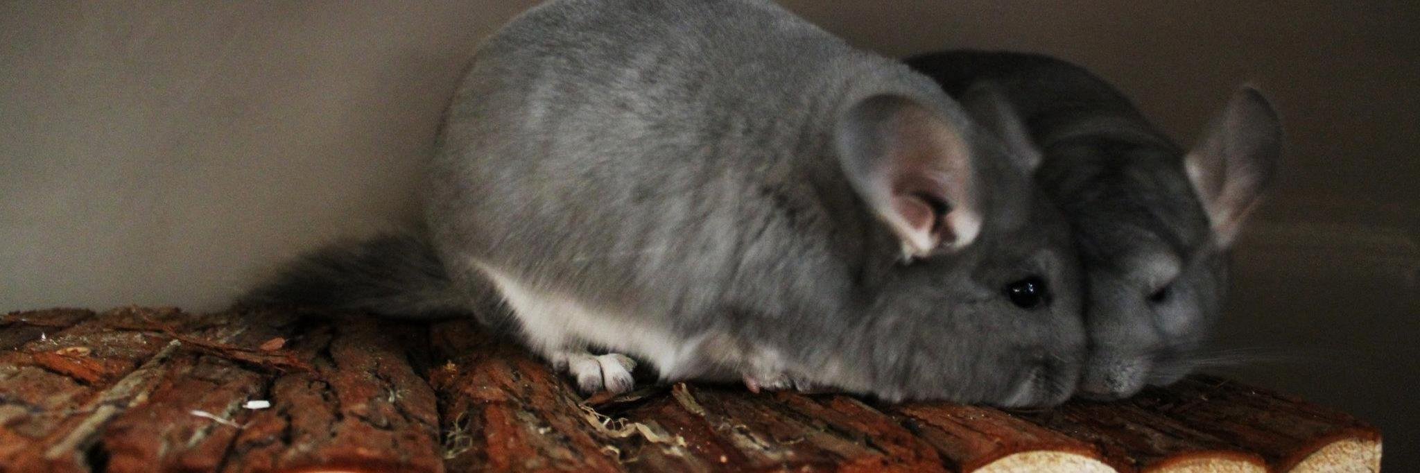 ChinSpot1's profile banner image