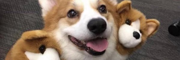 KnowlesHannah Profile Banner