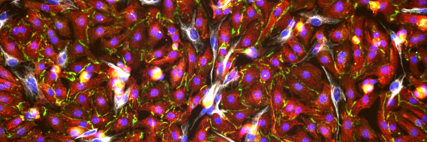 Michael Sayegh banner