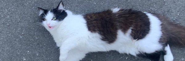 littlebugcat Profile Banner