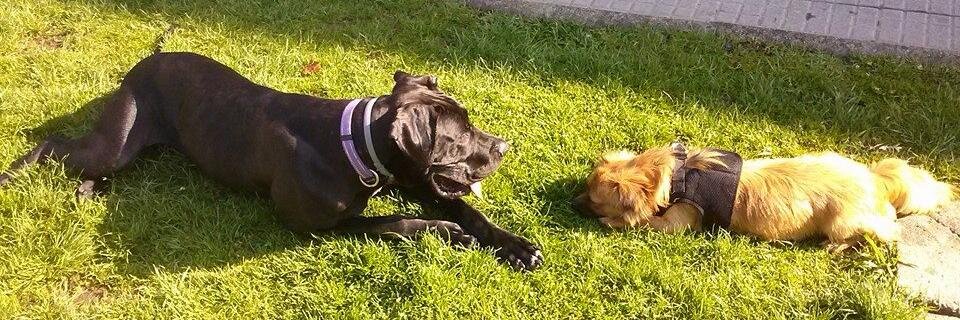 Lauréfica🪞🖤 banner