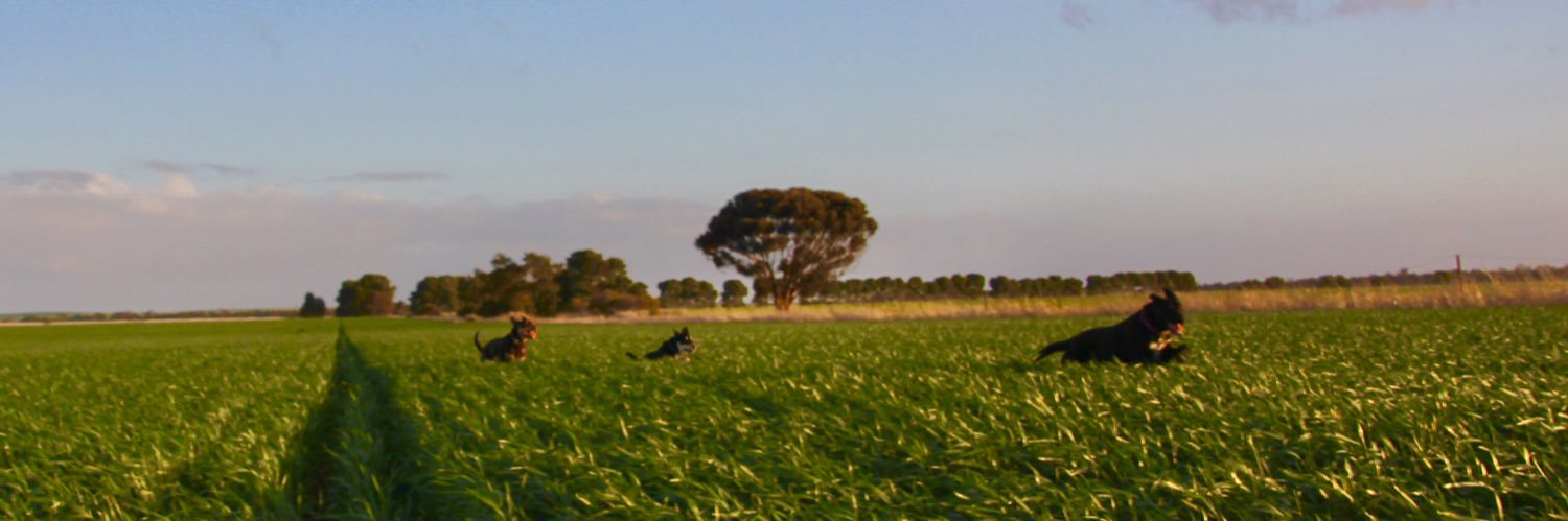 MrsC_Robinson's profile banner image