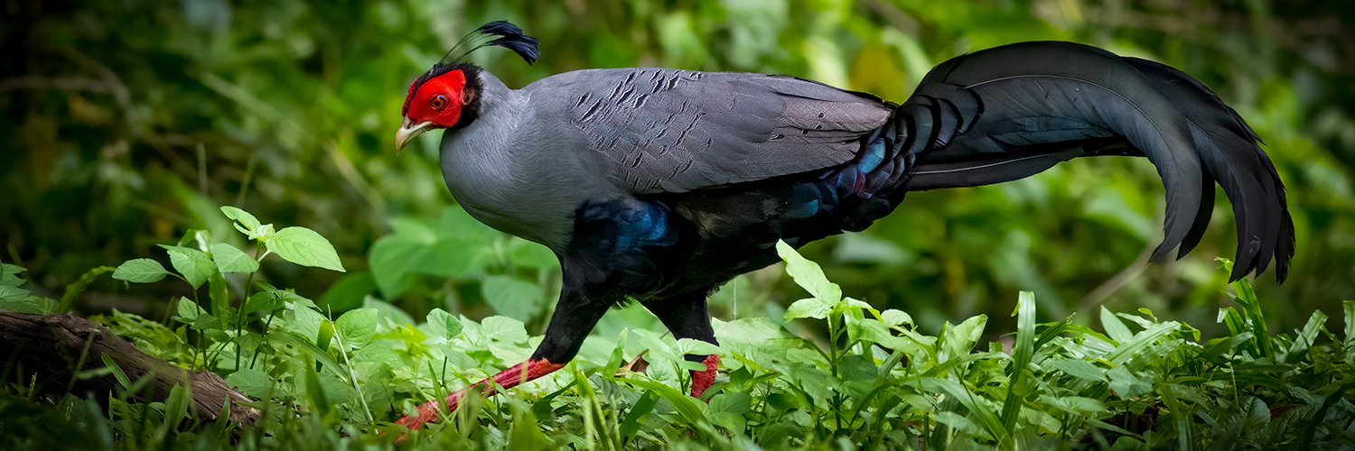 NaturewatchTH's profile banner image