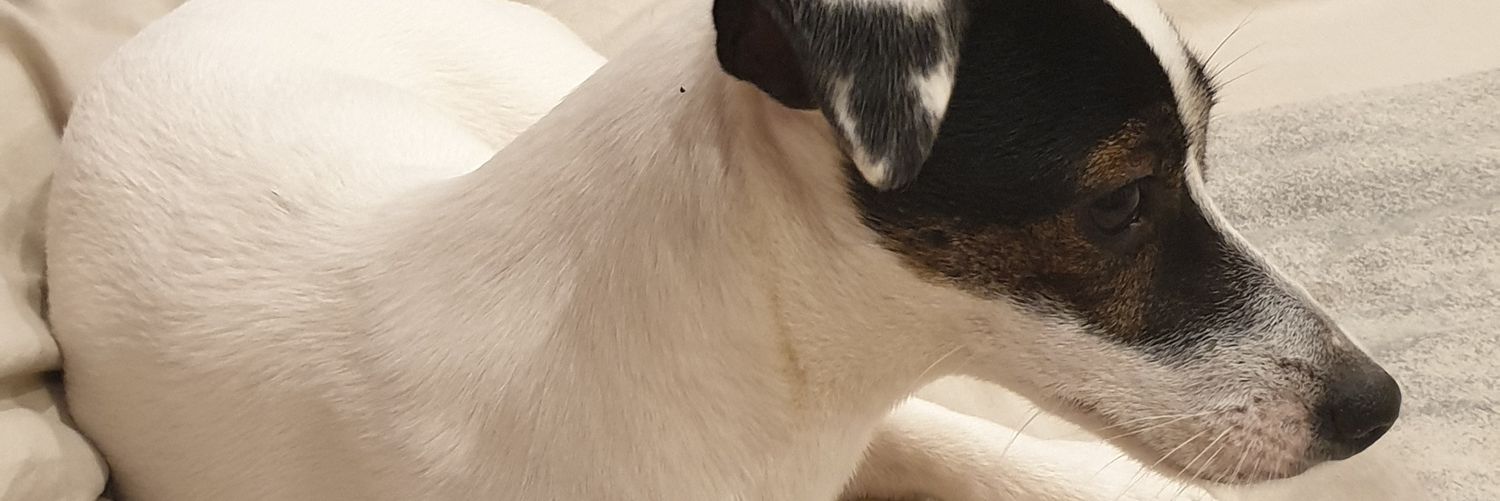 Apomoule 🏳️‍🌈🚉 banner