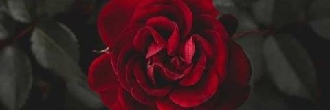 kellynnoway's profile banner image