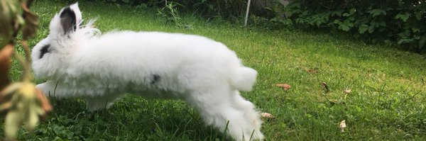 ronathebunny Profile Banner