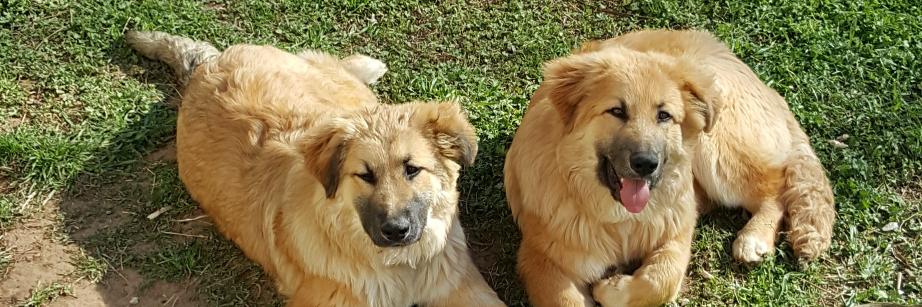 KatTheDogPerson's profile banner image