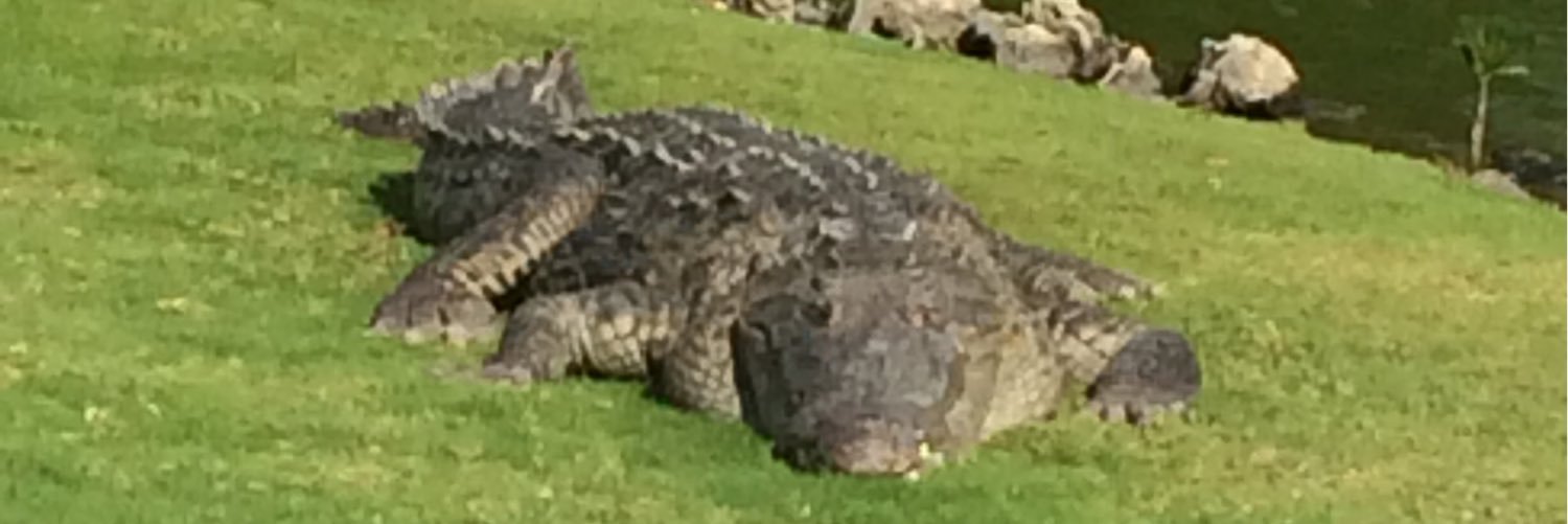 Tlclawnman's profile banner image