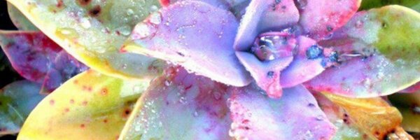 lanilenore Profile Banner