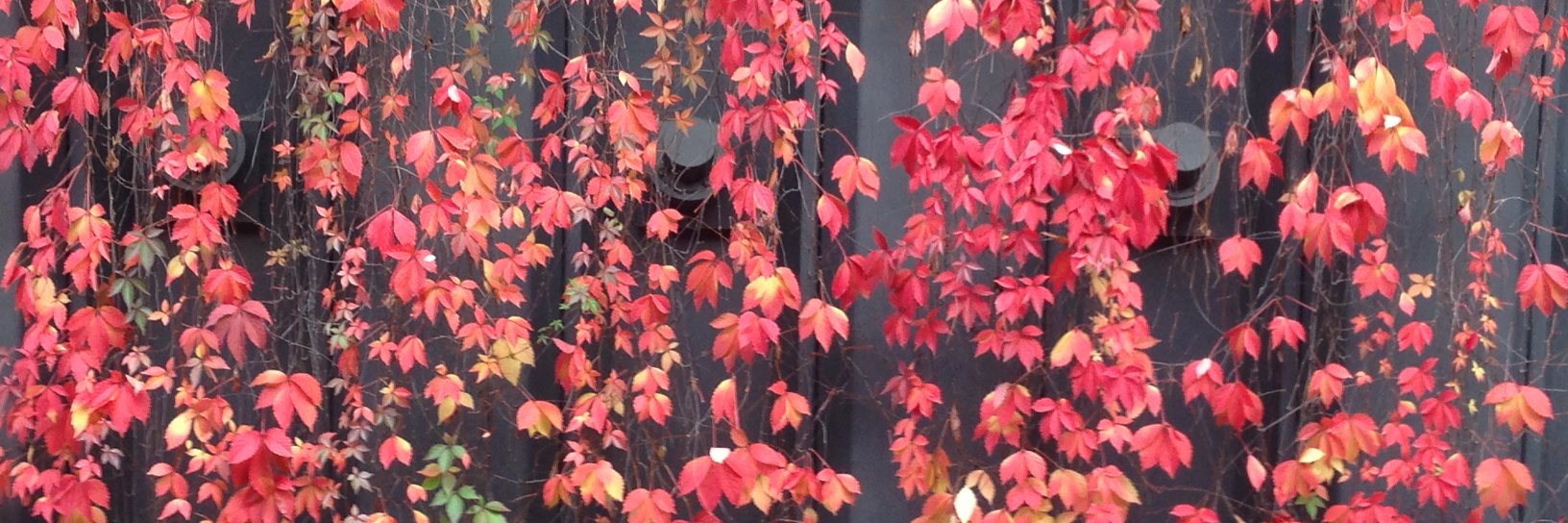 TofuFamily's profile banner image