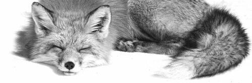 SofiiWolf's profile banner image