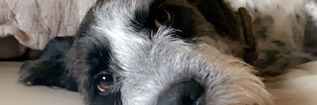 McKenzieReece2's profile banner image
