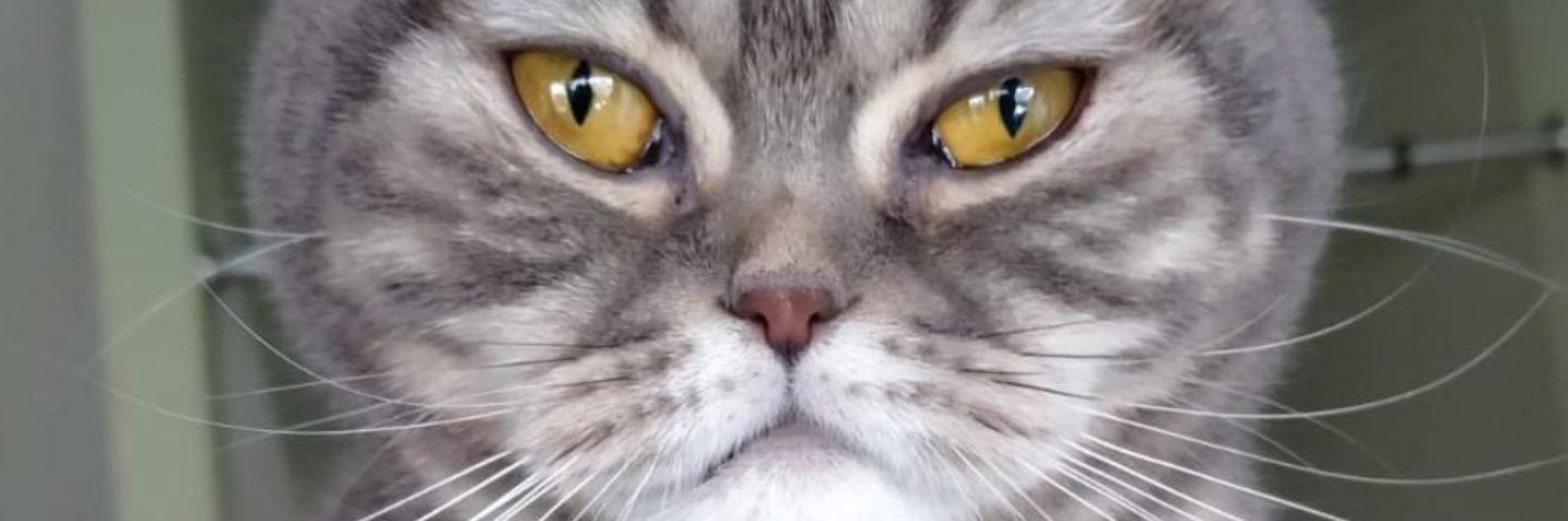 SenaKnk's profile banner image
