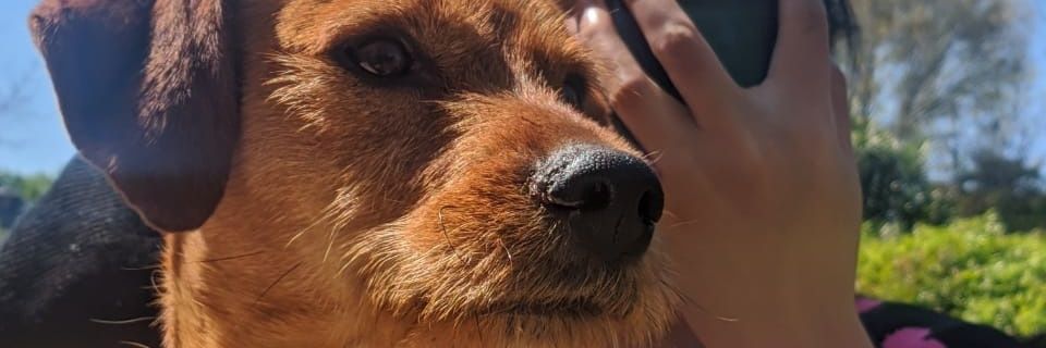 SeptimaMorris's profile banner image