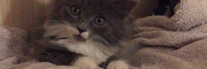 JukeDDevlin's profile banner image