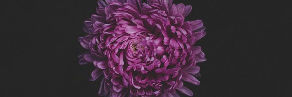 violet_zenelle Profile Banner