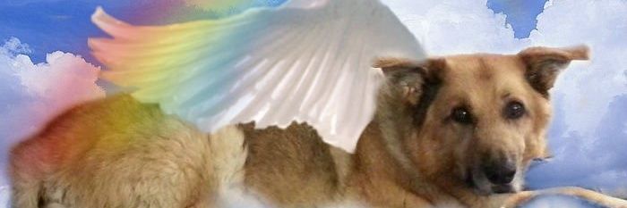 AbbyDawgBlog's profile banner image